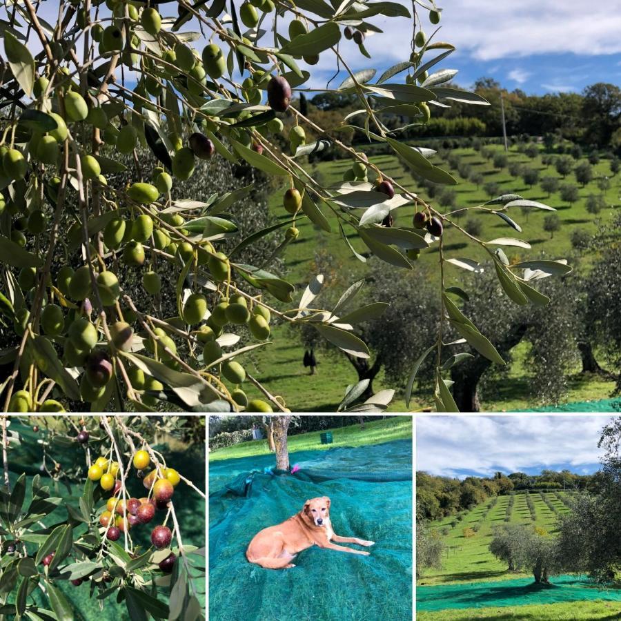 Agriturismo Poggio Del Drago Montemerano Eksteriør bilde